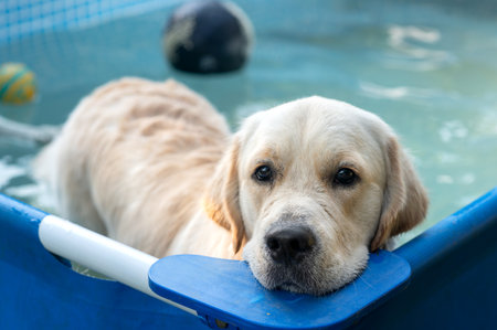 Golden Retriever dog taking a bath in a swimming pool.の写真素材
