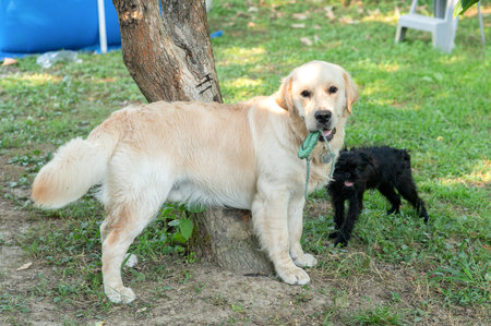 Golden Retriever puppy and Belgian griffon dog playing together in the garden