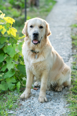 Golden Retriever dog sitting on a gravel path in the gardenの写真素材
