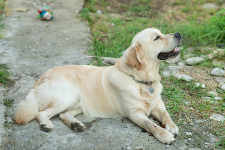 A golden retriever rests.