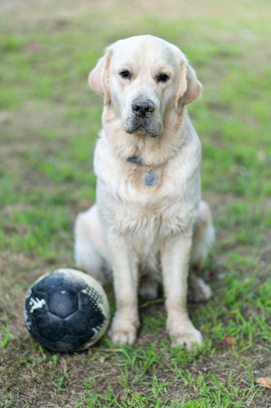 Golden Retriever sitting on the grass with a ball in the park in summer.の写真素材