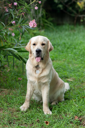 Golden Retriever sitting on the green grass in the garden.の写真素材