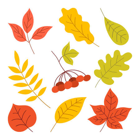 Set of Autumn Leaves. Flat Illustration Isolated on White Background. Simple Colorful Flat Style.のイラスト素材