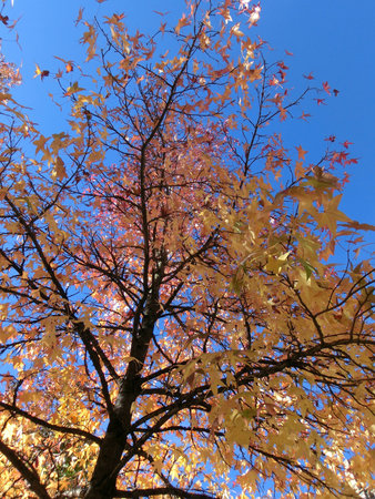 autumn tree