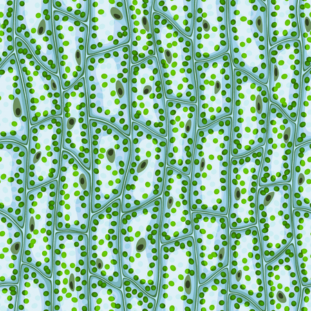 Seamless vector texture of plant cells under a microscope, with nuclei and chlorophyll particlesのイラスト素材