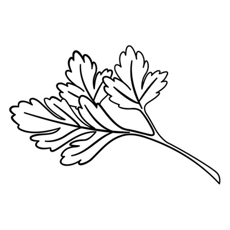 Fresh Parsley Leaf for Coloring. Vector Illustration of Plants for Cooking.のイラスト素材