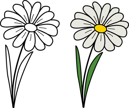 Spring chamomile flower for coloring book. Chamomile flower vector illustrationのイラスト素材