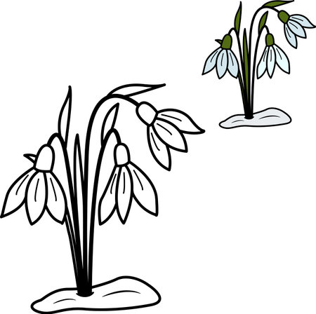 Spring tender snowdrops for coloring book. Vector illustration of snowdrop flowersのイラスト素材