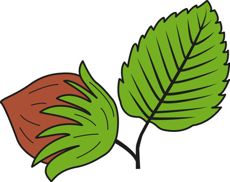 Vector illustration of a hazelnut. Hazelnut icon with leaf. Forest leavesのイラスト素材