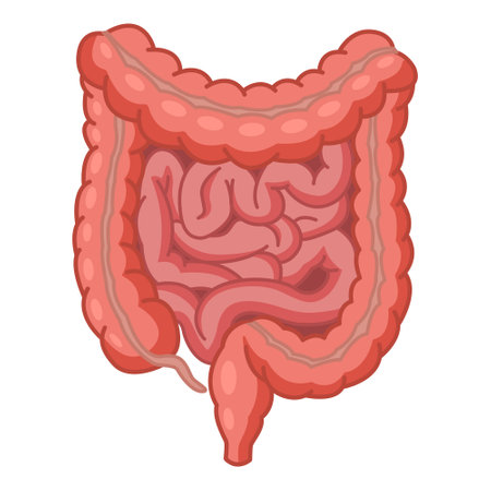 Human Large and Small Intestine. Anatomy of the Intestine. Vector Illustration of Internal Organs. Medicine Conceptのイラスト素材