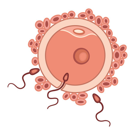 Process of Human Fertilization. Egg and Sperm. Human Reproductive System. Vector illustrationのイラスト素材