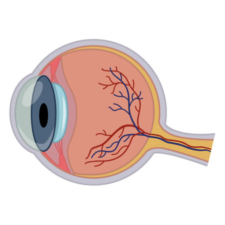 Anatomy of the Human Eye. Vector Illustration of Internal Organ. Medicine Conceptのイラスト素材