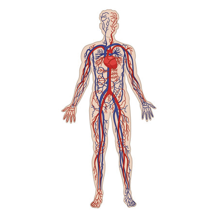 Human Circulatory System. The cardiovascular system. Vector Illustration of Heart, Arteries, and Veins. Anatomy and Medicineのイラスト素材