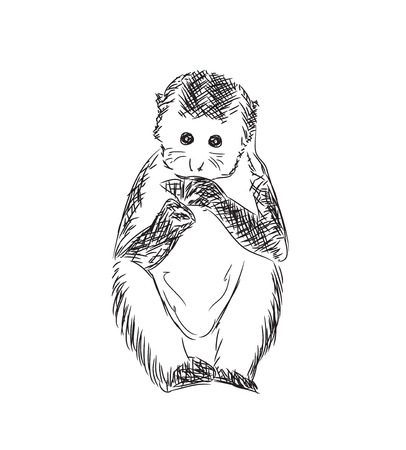 Hand drawn monkey sketch. Symbol of New Yearのイラスト素材
