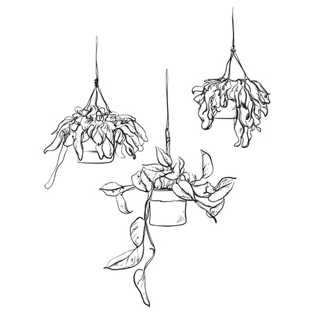 Pot plants set, vector illustration flowers in pots drawn black line on a white background, hand-drawn design elements.のイラスト素材