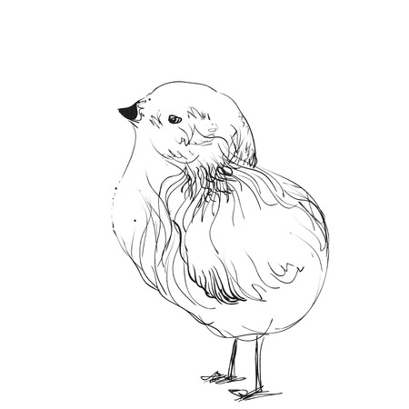 Hand drawn pencil graphics, chicken, chick Sketchingのイラスト素材