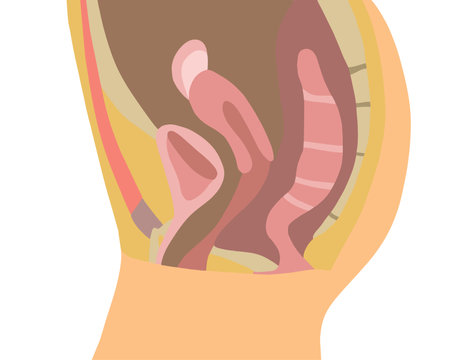 Vector isolated illustration of female reproductive system. Structure of the female genitourinary system.のイラスト素材