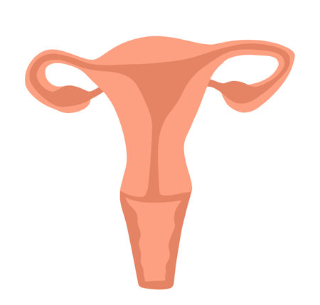Vector isolated illustration of a woman's uterus. Female fertility.のイラスト素材