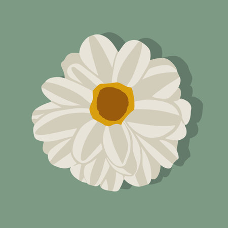 Vector isolated illustration of a flower with white petals.のイラスト素材