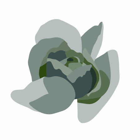 Succulent plant cabbage with layered leaves showing different shades of green and grayのイラスト素材