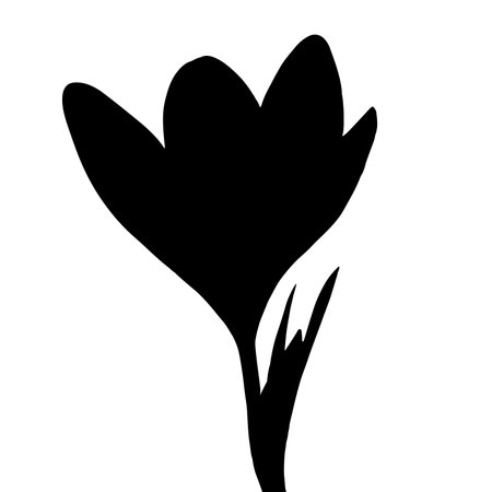 Vector isolated illustration of a crocus flower silhouette.のイラスト素材
