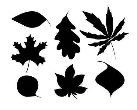 Vector isolated illustration of autumn leaves set.Silhouettes of leaves.のイラスト素材