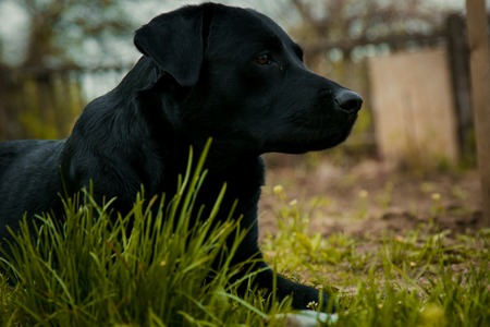 black labrador retriever on grass. big black dog labrador retriever adult purebred lab in spring summer green park on the grass, took the scentの写真素材