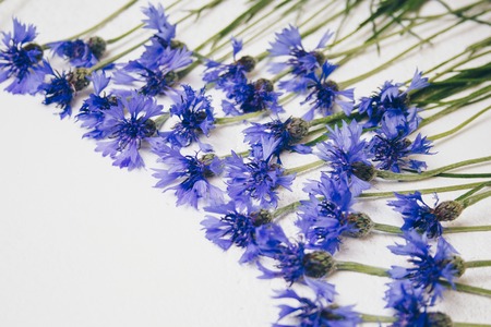 blue cornflowers bouquet, summer flowers on white background, floral background, beautiful small cornflowers close up flatlayの写真素材