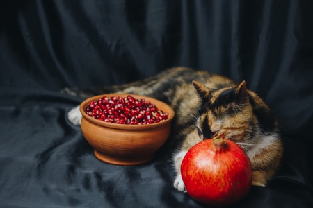 ripe whole red pomegranate, pomegranate seeds in a brown ceramic bowl and a three-colored cat lying on a black cloth background, pomegranate seeds, close up, isolated still life, oriental fruitの写真素材