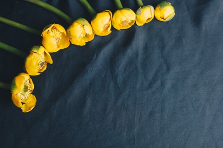 bouquet of yellow waterlily flower with green leaf. freshly ripped up. close up on black background of fabric. yellow lotus. vanishing plant, red data book, Nymphaea, Nuphar lutea. flower composition. layout Flat lay, top view, Copy space.の写真素材