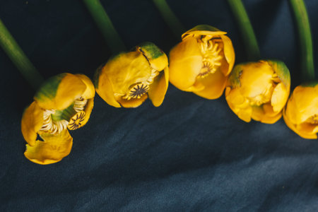 bouquet of yellow waterlily flower with green leaf. freshly ripped up. close up on black background...