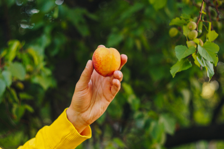 man holds in his hand ripe peach on the background of trees in the park and green grass. sunny day, summer. fruit closeupの写真素材