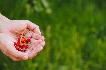 a man's hand is holding a freshly picked ripe fruit of a red sweet cherry with sprigs and a vinelet on a background of grass. close-up. summer. on blurred backgroundの写真素材