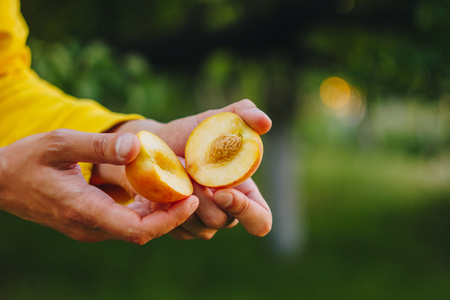 a man's hand holds a freshly picked ripe peach fruit with a bone cut in two pieces against a background of grass and trees. close-up. summer. on blurred background. organic garden.の写真素材