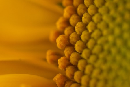 beautiful warm pollen yellow flowers of an unripe sunflower close-up, top view, summer, background for a postcard. macro photo.の写真素材