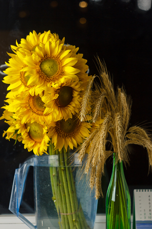 beautiful bouquet of warm pollen yellow flowers of an unripe sunflower close-up black background, top view, summer, autumn, background for a postcard.の写真素材
