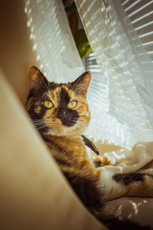 tricolor cat lies on the windowsill. beige Curtains, white tulle, windows closed by roller shutters....