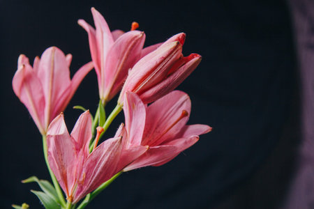 Bouquet of pink lily flowers in the rays of light on a black background. fresh buds of a flowering...