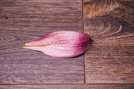 petal of pink lily flower on a wooden rustic table close-up in a vase, copy space. studio shot. the...