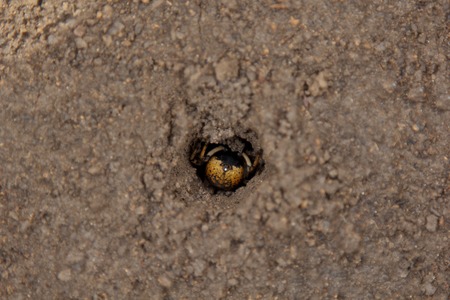 bouncing spider tarantula digs a hole in the ground. wolf spider nest making close up top view.の写真素材