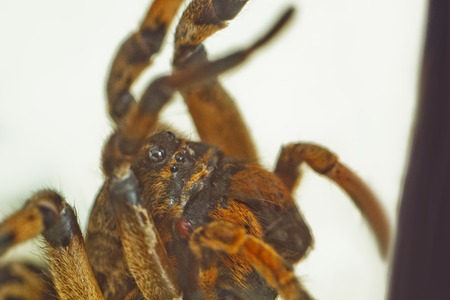 A big ugly jumping tarantula spider sits on the ground on a white background in an aggressive position. The eyes and fangs of an adult hairy wolf spider attack rawling close-up. macro.の写真素材