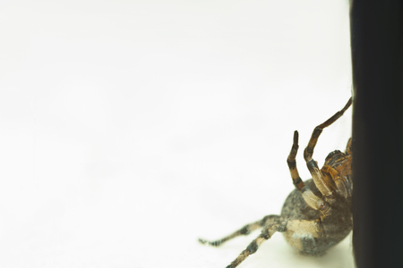 A big ugly jumping tarantula spider sits on the ground on a white background in an aggressive position. The eyes and fangs of an adult hairy wolf spider attack rawling close-up. macro.の写真素材