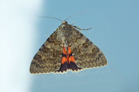 night butterfly with colored orange wings close-up indoor at the window. crawling insect macro on...