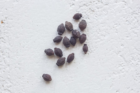 A heap of dried black flower seeds close-up on a white table background. planting season. close up...