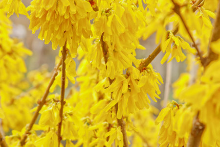 Forsythia bloom in the village after rain close-up. spring landscape, the revival of nature. yellow...