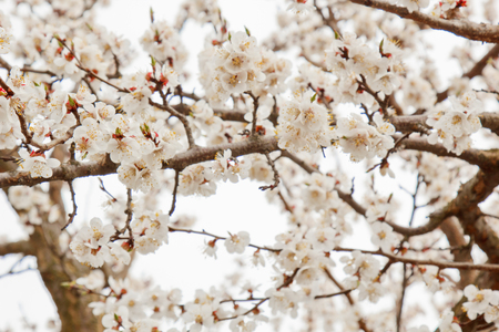 cherry blossom in the village against the white sky. spring landscape, the revival of nature. white flowers on a fruit tree.の写真素材