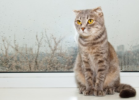 Fold Scottish cat sitting on the windowsill on the background of rainy weather. gray striped pet closeup.の写真素材