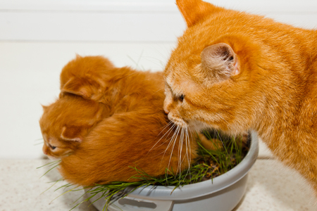 red newborn kittens sitting in a bowl on a white table. little blind pets close up. cat mom picks up the kitten in the mouth.の写真素材