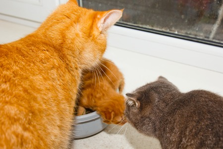 red newborn kittens sitting in a bowl on a white table. little blind pets close up. cat mom picks up the kitten in the mouth.の写真素材