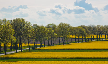 A green field planted with yellow rapeseed flowers against a blue summer sky. path with trees...